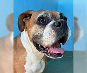 Boxer Dogs for adoption in Pasadena, CA, USA