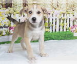 Small Mutt