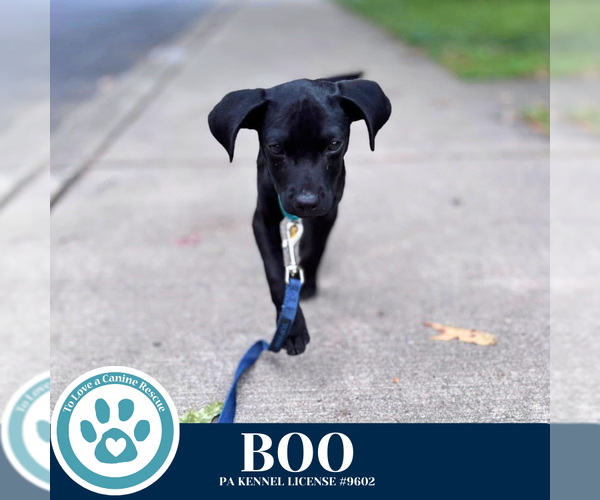 Medium Photo #8 Labrador Retriever-Unknown Mix Puppy For Sale in Kimberton, PA, USA