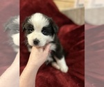 Puppy Bandit Australian Shepherd-Border-Aussie Mix