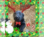 Puppy Puppy 1 Labrador Retriever