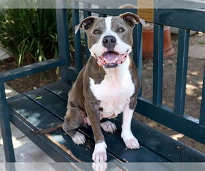 American Pit Bull Terrier Dogs for adoption in Pasadena, CA, USA