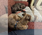 Small #10 American Pit Bull Terrier Mix