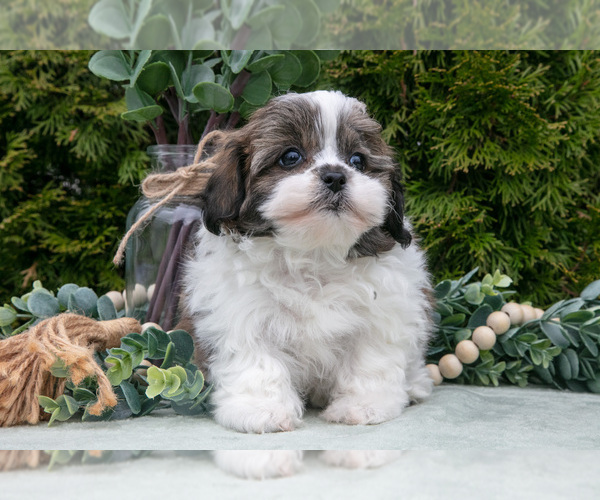 Medium Photo #2 Zuchon Puppy For Sale in SHILOH, OH, USA