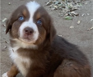 Australian Shepherd Puppy for sale in COULTERVILLE, CA, USA