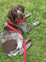 German Shorthaired Pointer Puppy for sale in SOMERVILLE, NJ, USA