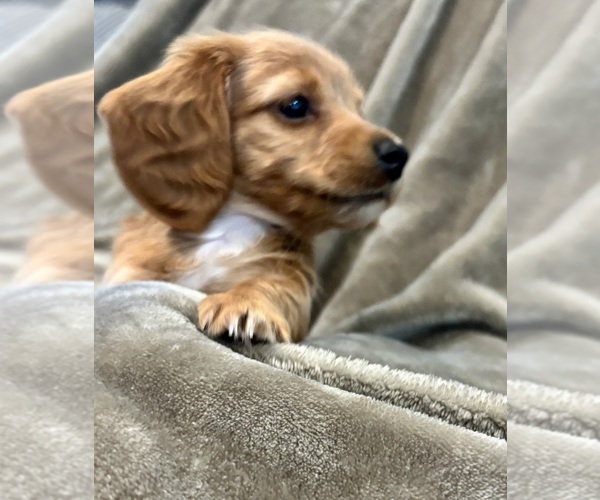 Medium Photo #2 Dachshund Puppy For Sale in DELTONA, FL, USA