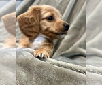 Small #1 Dachshund