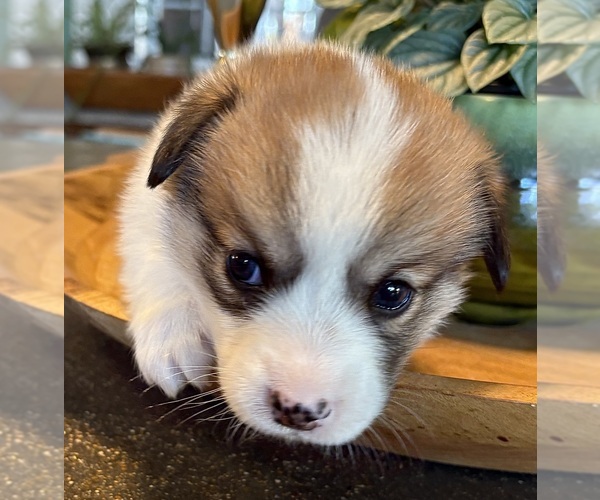 Medium Photo #10 Pembroke Welsh Corgi Puppy For Sale in WEATHERFORD, TX, USA