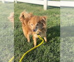 Small #9 Pomeranian Mix