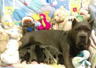 Father of the Cane Corso puppies born on 01/11/2017
