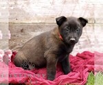 Small #4 Belgian Malinois