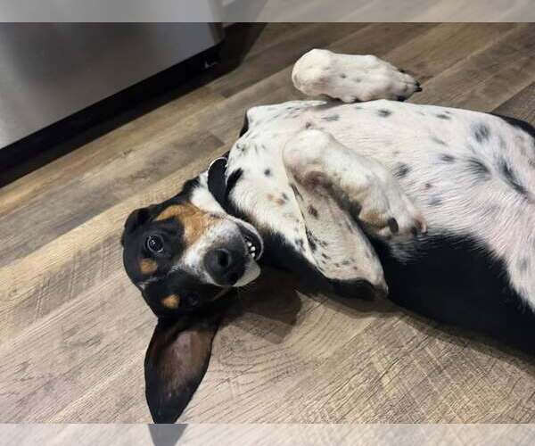 Medium Photo #2 Black and Tan Coonhound-Unknown Mix Puppy For Sale in Holly Springs, NC, USA