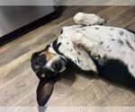 Small #1 Black and Tan Coonhound Mix