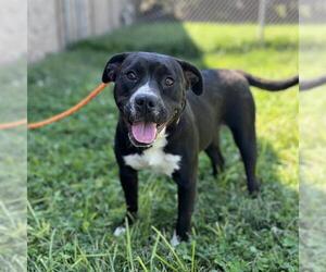 American Pit Bull Terrier-Unknown Mix Dogs for adoption in Modesto, CA, USA