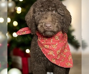 Goldendoodle Puppy for sale in WEATHERFORD, TX, USA