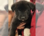 Puppy 8 Great Pyrenees-Newfoundland Mix