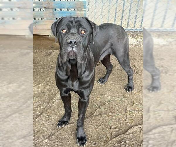 Medium Photo #1 Mutt Puppy For Sale in Riverside, CA, USA