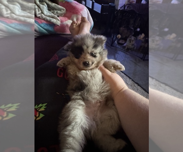 Medium Photo #7 Pomeranian Puppy For Sale in MOUNTAIN VIEW, MO, USA