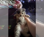 Small #6 Pomeranian