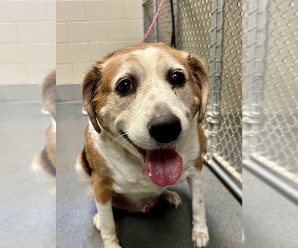 Medium Photo #2 Mutt Puppy For Sale in Glen Allen, VA, USA