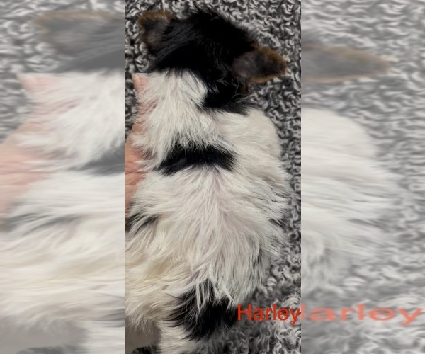 Medium Photo #5 Biewer Terrier Puppy For Sale in AZLE, TX, USA