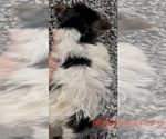 Small #4 Biewer Terrier