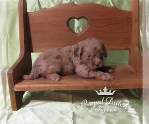 Zuchon Puppy for sale in LE MARS, IA, USA