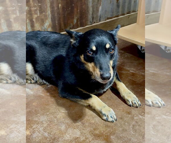 Medium Photo #1 American Rat Pinscher Puppy For Sale in Texarkana, TX, USA