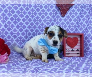 Jack Russell Terrier-Unknown Mix Puppy for sale in LANCASTER, PA, USA
