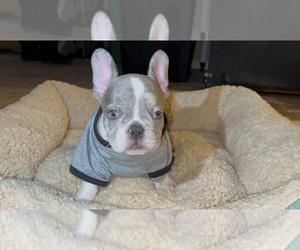 French Bulldog Puppy for sale in PALMDALE, CA, USA