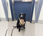 Small American Pit Bull Terrier Mix