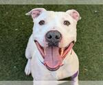 Small #1 American Pit Bull Terrier Mix