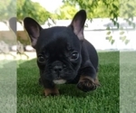 Small Photo #5 French Bulldog Puppy For Sale in LA VERGNE, TN, USA
