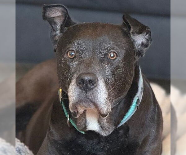 Medium Photo #4 Mutt Puppy For Sale in Fargo, ND, USA