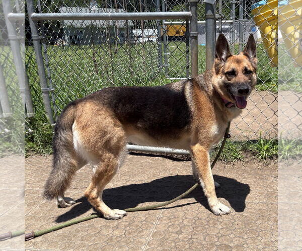 Medium Photo #6 German Shepherd Dog Puppy For Sale in Virginia Beach, VA, USA