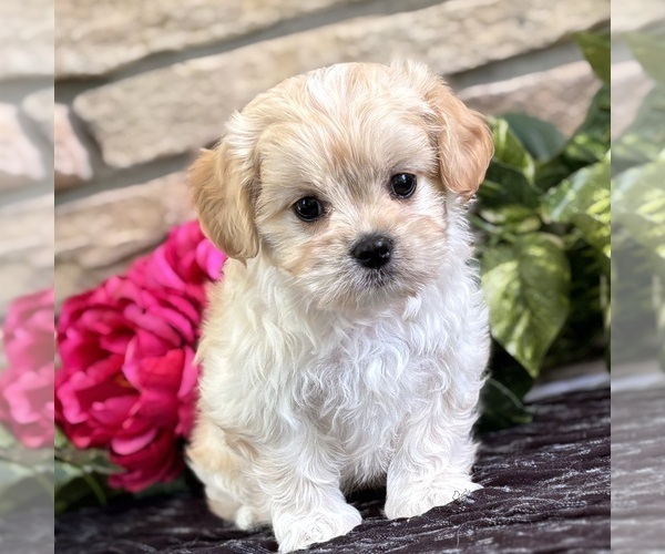 Medium Photo #2 Cav-A-Malt Puppy For Sale in ROCK STREAM, NY, USA