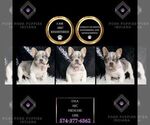Puppy Lyla AKC French Bulldog