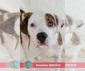 Mutt Dogs for adoption in Mobile, AL, USA