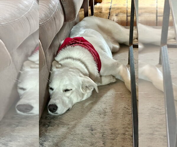 Medium Photo #2 Great Pyrenees-Unknown Mix Puppy For Sale in Croydon, NH, USA