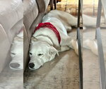 Small #1 Great Pyrenees Mix
