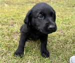 Puppy Bear Shepradors