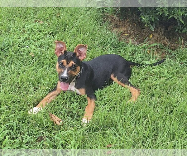 Medium Photo #2 Mutt Puppy For Sale in Mobile, AL, USA