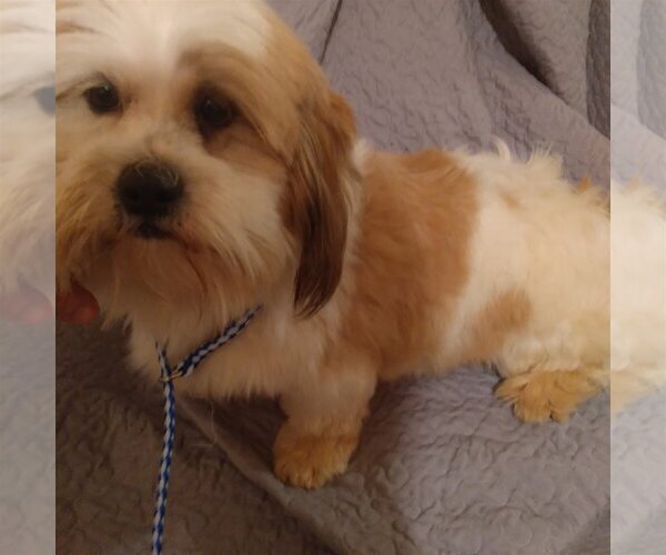 Medium Photo #2 Shih Tzu Puppy For Sale in Bonifay, MO, USA