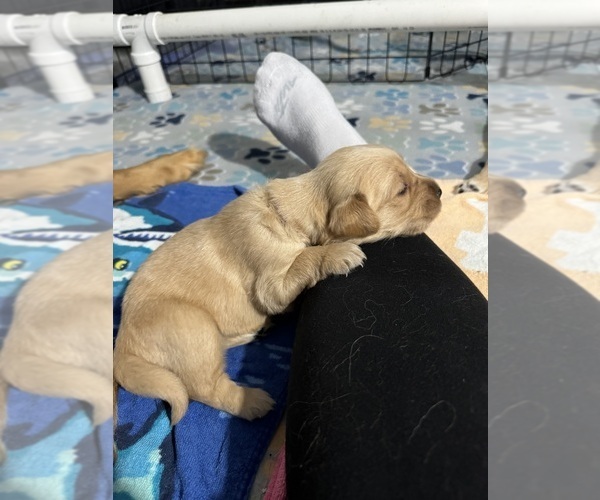 Medium Photo #10 Golden Retriever Puppy For Sale in PORT RICHEY, FL, USA
