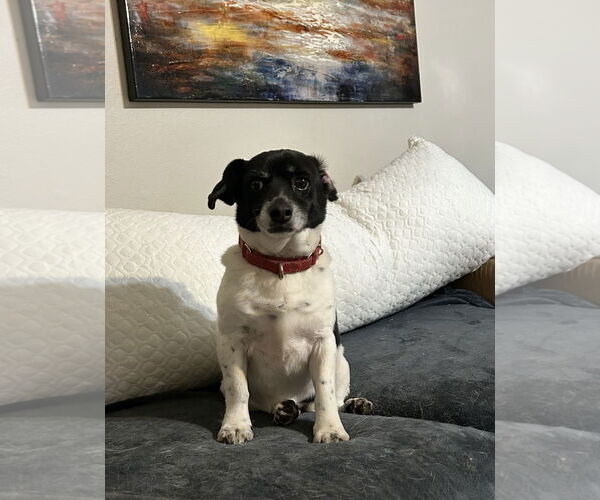 Medium Photo #6 Dorgi Puppy For Sale in Missouri City, TX, USA