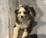 Image preview for Ad Listing. Nickname: Blue Merle