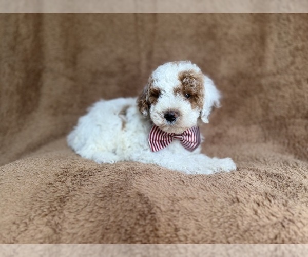 Medium Photo #6 Poodle (Miniature) Puppy For Sale in LAKELAND, FL, USA