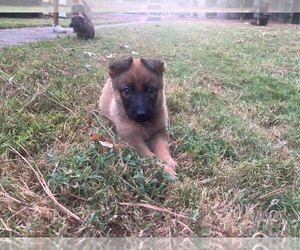 Medium German Shepherd Dog