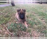 Puppy Brown Female German Shepherd Dog